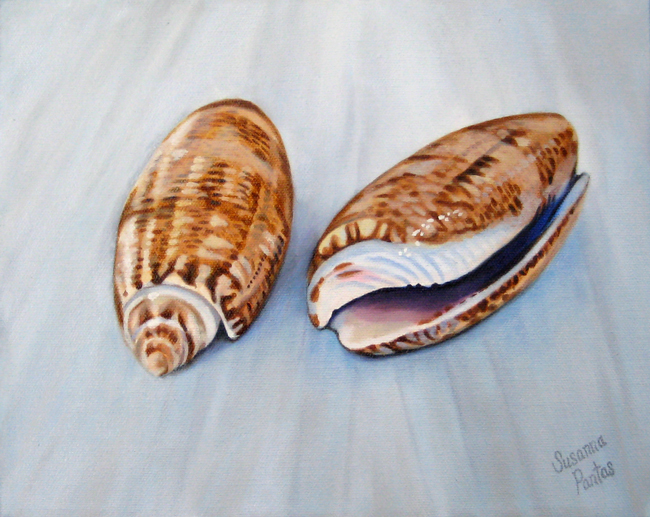 Contemplation: Olive Shells, by Susanna Pantas